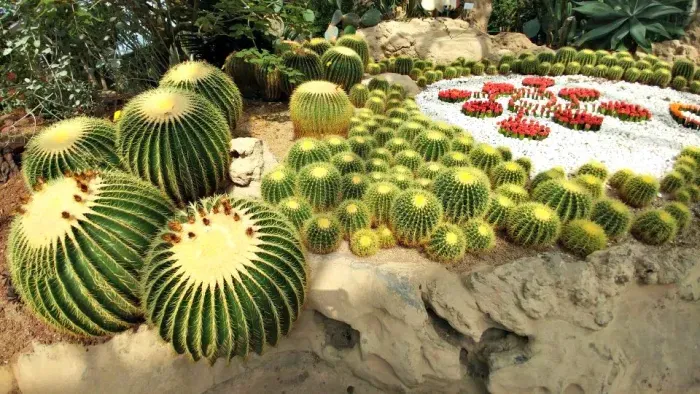 https://api.holicay.com/uploads/medium_9e2c2ccd-webp-Jeju Cactus Museum.webp
